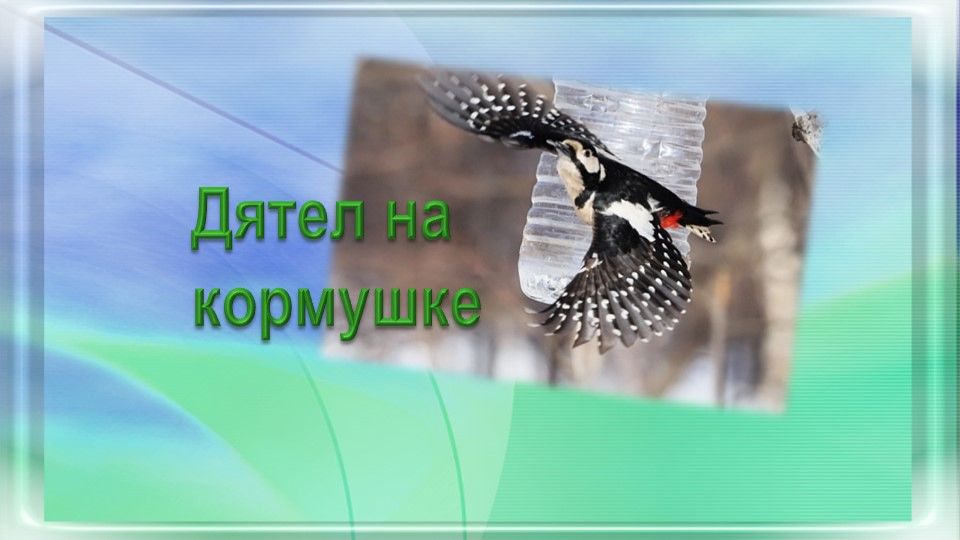 Дятел на кормушке