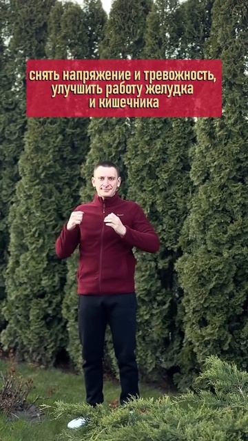 Антистресс и пищеварение