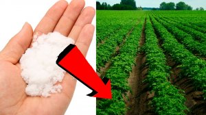 Картошки урождается 2 ведра с куста если кинуть это при посадке в лунку!