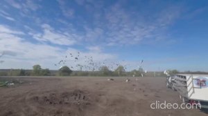 Клуб Спортивного Голубеводства Донецк. 1 гонка 150км.