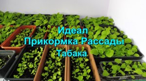 Табаководство: Идеал - прикормка рассады Табака.