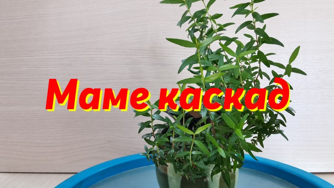 Маме каскад.