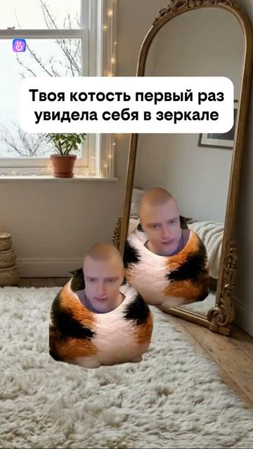Твоя котость в первый раз увидела себя в зеркале