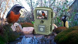 ФОТОЛОВУШКА снимает птиц в саду