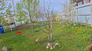 ОБЗОР САДА НА 10 МАЯ 2026 ГОД//ЧТО СДЕЛАНО В САДУ И ОГОРОДЕ