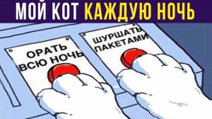 Мой кот каждую ночь)) Приколы с котами