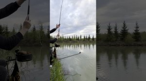 Ловля карпа на деликатные снасти 🎣🎣🎣