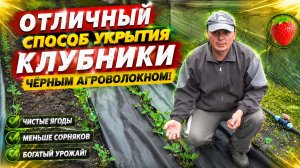 Мульчирование посаженной клубники агроволокном - лёгкий и надёжный способ!