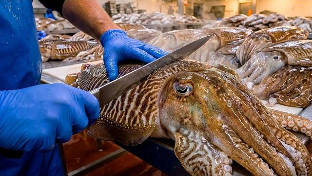 Процесс производства 10 000 кг шариков кальмара смотреть онлайн