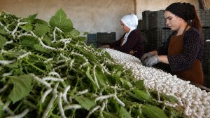 Шелководство возвращается в Таджикистан: как страна возрождает древнее ремесло?