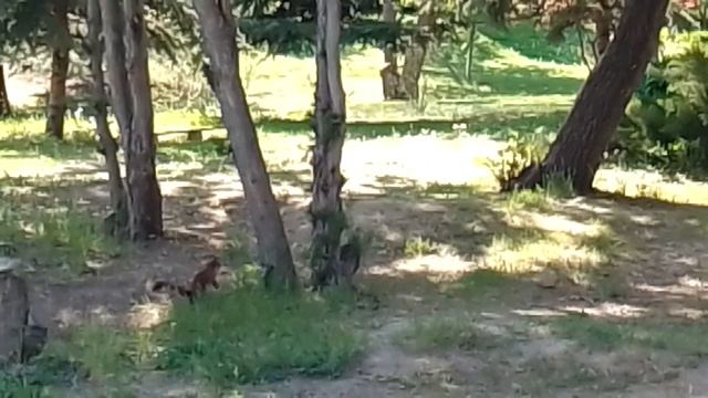 Белочка на Мамаевом Кургане смотреть онлайн