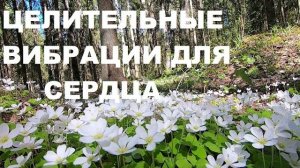 ВЕСЕННИЕ ПЕСНИ ДРОЗДА В ЦВЕТУЩЕМ ПОДСНЕЖНИКОМ ЛЕСУ. ИСЦЕЛЕНИЕ НЕРВНОЙ СИСТЕМЫ И СЕРДЦА!!!