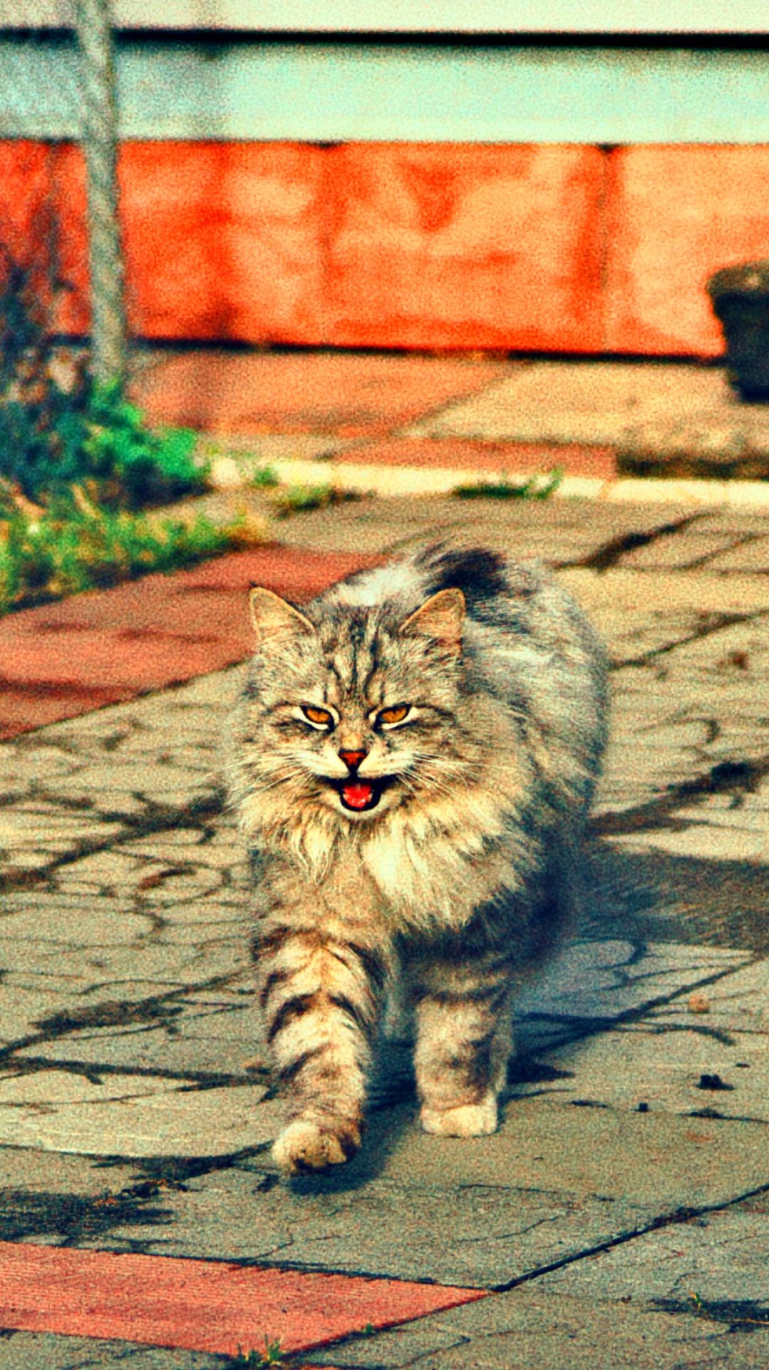 МИЛЫЕ ОРЛОВСКИЕ КОТИКИ😻 смотреть онлайн