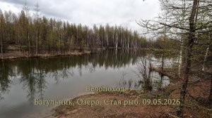 Велопоход. Багульник. Озеро. Стая рыб. 09.05.2026