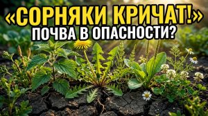 О чём кричат ваши сорняки? 8 растений-индикаторов, которые читают почву лучше теста