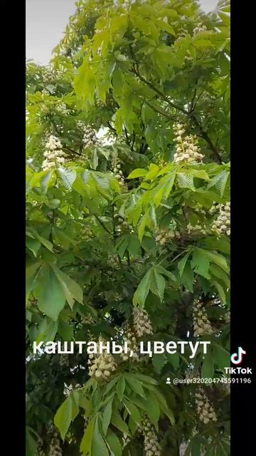 1000026331.mp4