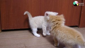 Мама заботливо ухаживает за милыми котятами, кормит их, играет и оберегает от опасностей.