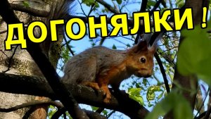 🐿️БЕЛОЧКИ ИГРАЮТ В ДОГОНЯЛКИ! ПТИЧКИ ПОЮТ! МОСКВА. БИРЮЛЁВСКИЙ ДЕНДРОПАРК! МАЙ 2026 ГОДА.