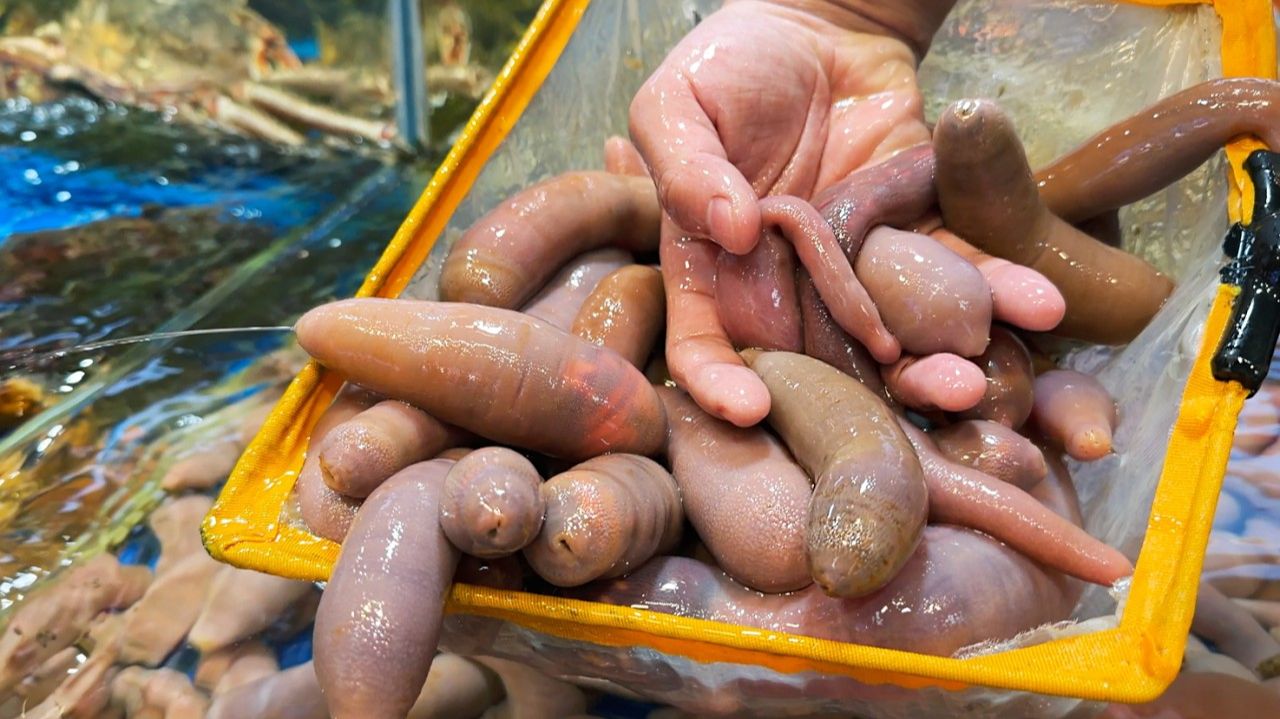 ПЕНИС РЫБА Сямынь Морепродукты Китай смотреть онлайн