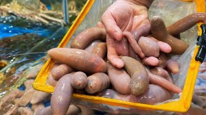 ПЕНИС РЫБА Сямынь Морепродукты Китай