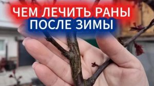 Весенняя «хирургия» в саду: как залечить раны на деревьях после зимы?
