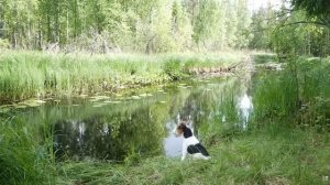 Hance2601 Лимонный пирог с сосновой пыльцой | Финское летнее волшебство 🍋🌿