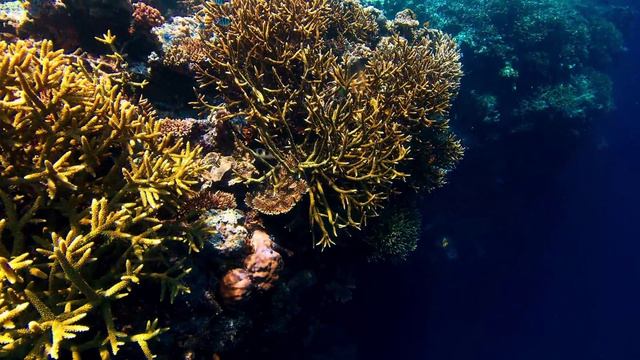 Иозеф Гайдн. Соната 53. Joseph Haydn. Sonata 53.