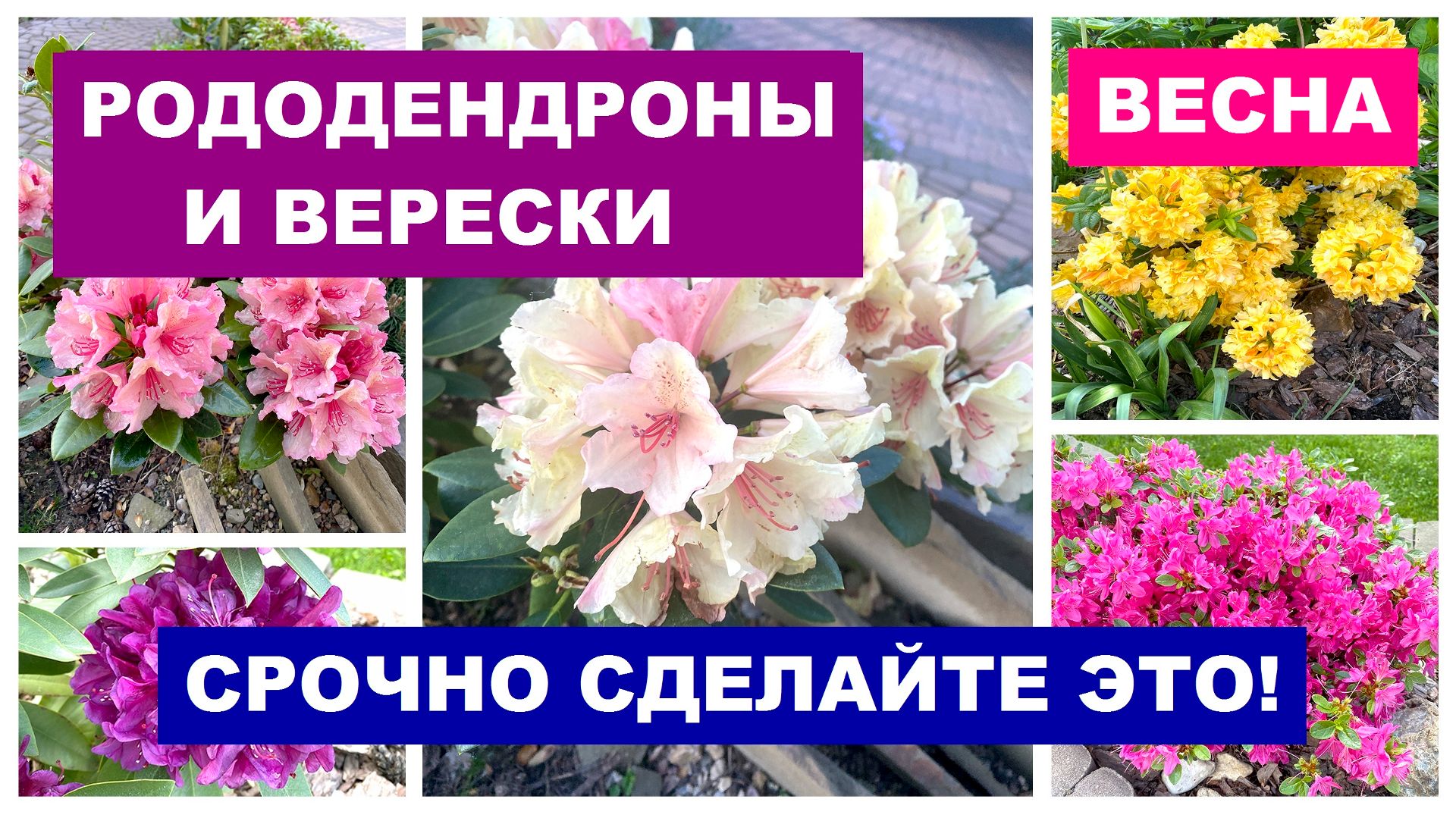 Рододендроны и верески. Весна. Срочно сделайте это!
