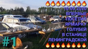 🔥🔥🔥 10.05.26. Впервые посетил ярмарку голубей в станице Ленинградской. Птичий рынок.