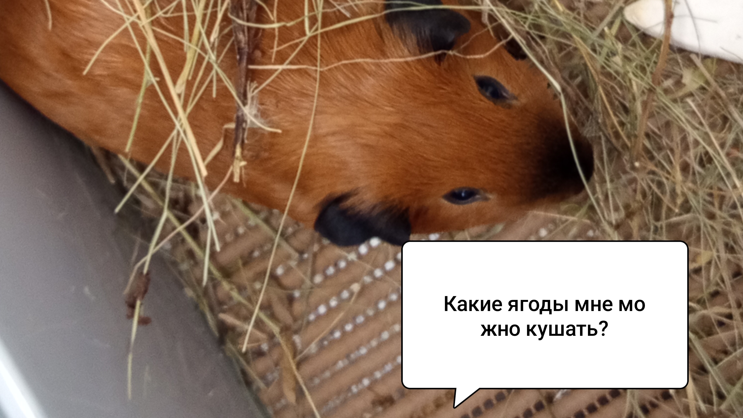 КАКИЕ ЯГОДЫ МОЖНО ДАВАТЬ МОРСКИМ СВИНКАМ и КАК ИХ ПРАВИЛЬНО СОБИРАТЬ?/Морская Свинка Орешек