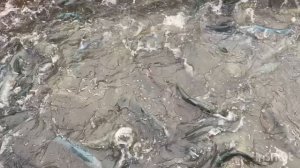 Ежедневное зарыбление водоема