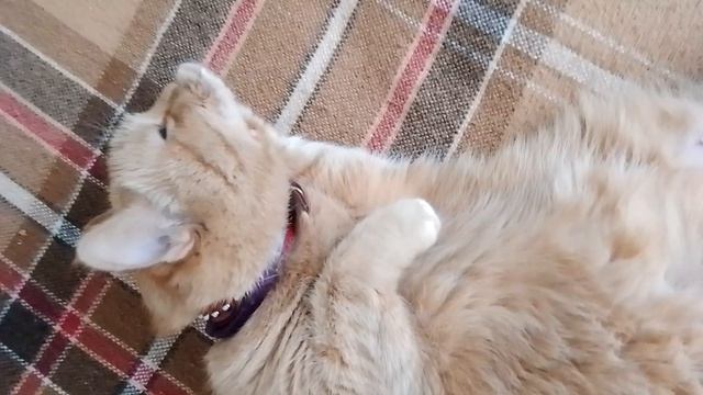Наша Мурлыка смотреть онлайн