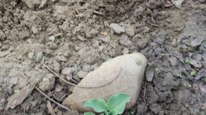 🌿 ХОСТЫ-малышки/«Мышиная серия/Открытие сезона 🌱.