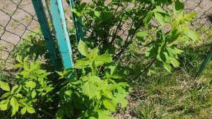 куст шумит на ветру в деревне
