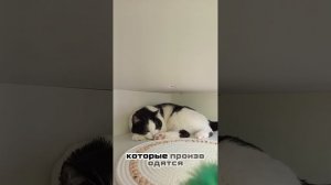 Интересные факты о кошках, которые вы не знали🐈🐱