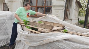 Один день из жизни садовника. 6мая2026г.-Раскрываем крупнолистные гортензии.Капельный полив цветника