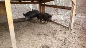 Охота на Кабана