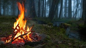 Костер в туманном лесу у реки 🔥 Настоящий звук костра