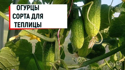 #огурцы ОГУРЦЫ. СОРТА ДЛЯ ТЕПЛИЦЫ!#сортадлятеплицы#огурцывтеплице#сортаогурцов#теплица#огурчики#са