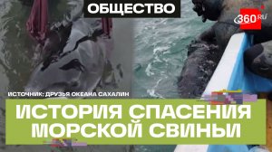 Волонтеры 12 часов поддерживали морскую свинью в ледяной воде на Сахалине