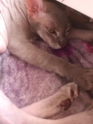 кошка!