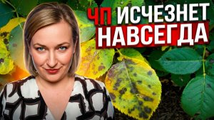 ЧЕРНАЯ ПЯТНИСТОСТЬ РОЗ: Почему сода и кефир УБИВАЮТ ваш сад?