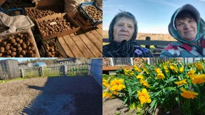 Достали и перебрали картошку,копаю землю под грядки.