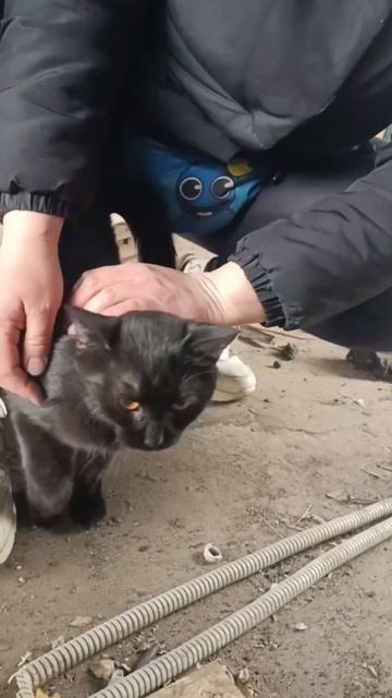 Огнеглазка срочно ищет дом!