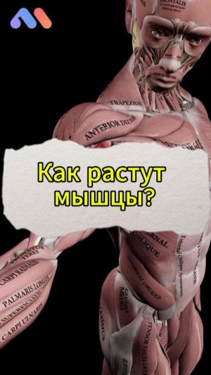 Как растут мышцы?