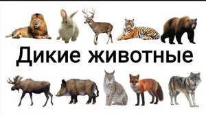 Дикие животные и их фотографии  | обучающиеся животные