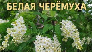 Белая черёмуха 1 сл. Якушев Н. В. Муз. Suno. Фото Giga Chat. Max.