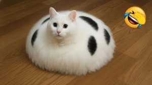 СМЕШНЫЕ КОТЫ | ЛУЧШИЕ ПРИКОЛЫ С КОТАМИ, СОБАКАМИ, КОШКИ, СОБАКИ, ЖИВОТНЫЕ, СМЕШНОЕ ВИДЕО