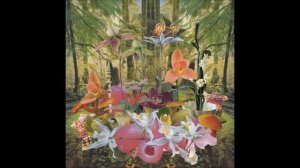 Monster Rally - Orchids