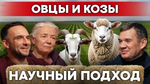 Учёные уехали в деревню и создали необычную ферму овец, коз и альпак | Своя еда